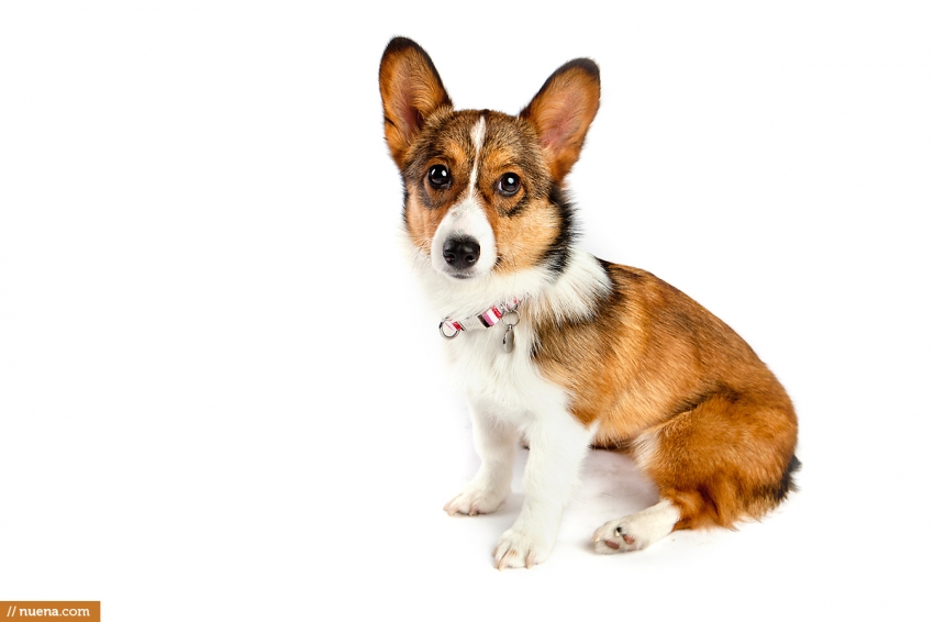 Corgi Puppy - London | Nuena Pet Photography