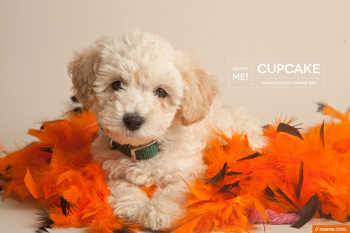 Berkeley Humane Society - Toy Poodle Puppy | Nuena Pet Photography