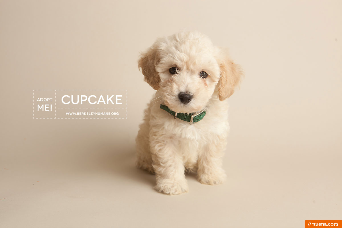 Berkeley Humane Society - Toy Poodle Puppy | Nuena Pet Photography