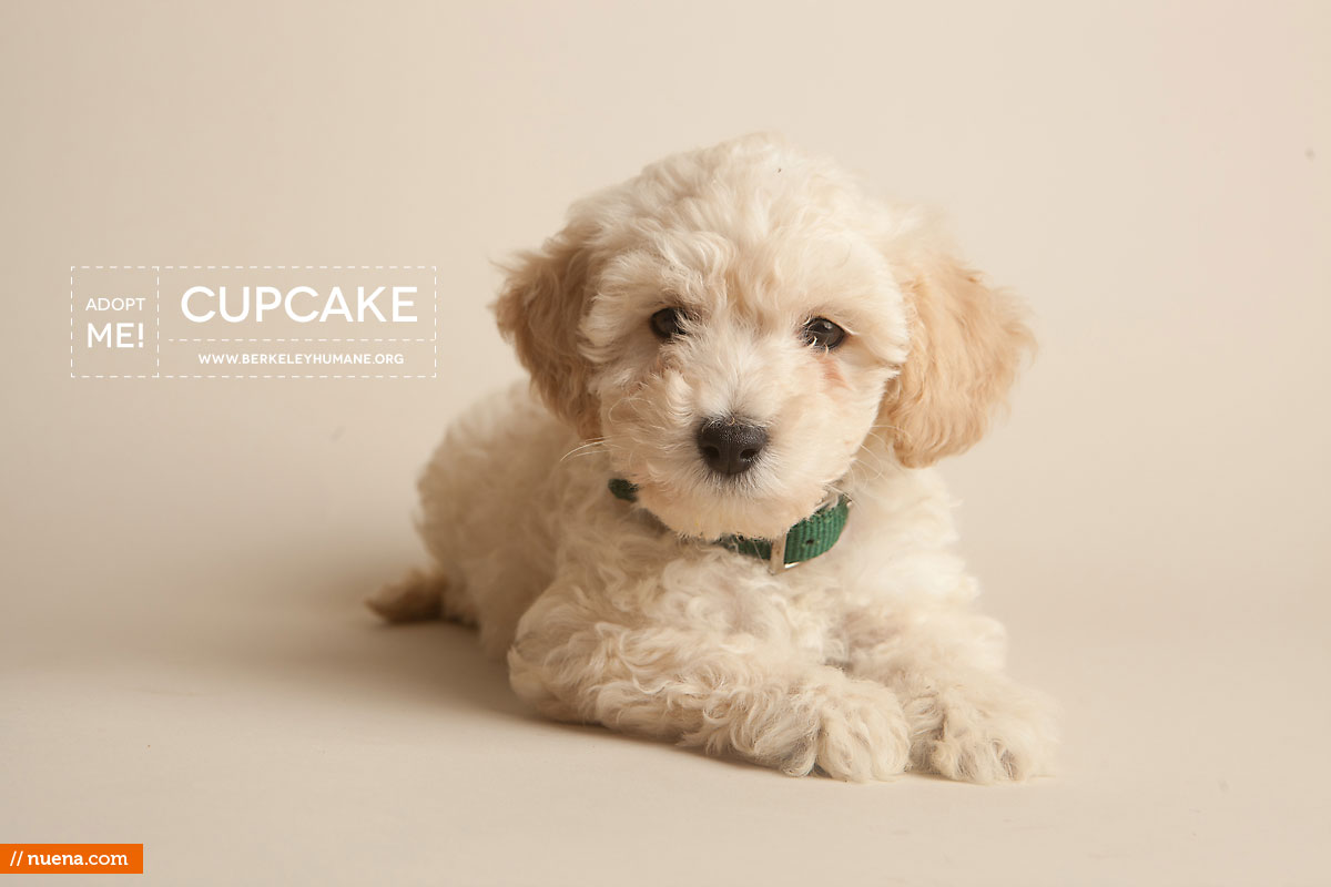 Berkeley Humane Society - Toy Poodle Puppy | Nuena Pet Photography