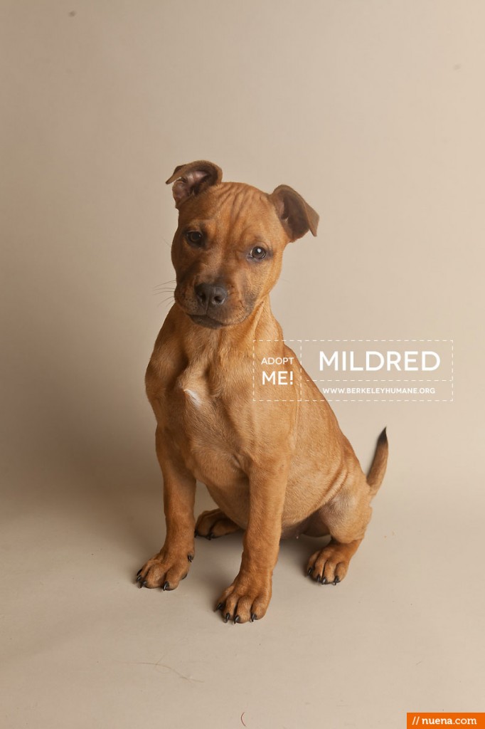 Berkeley Humane Society - Pitbull Mix | Nuena Pet Photography