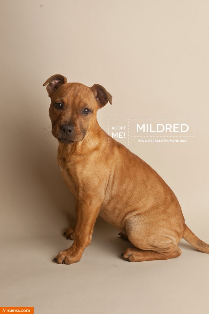 Berkeley Humane Society - Pitbull Mix | Nuena Pet Photography