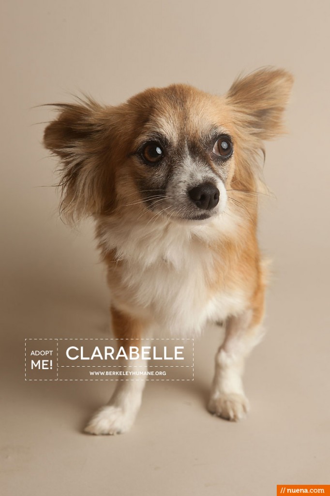 Berkeley Humane Society - Chihuahua Mix | Nuena Pet Photography