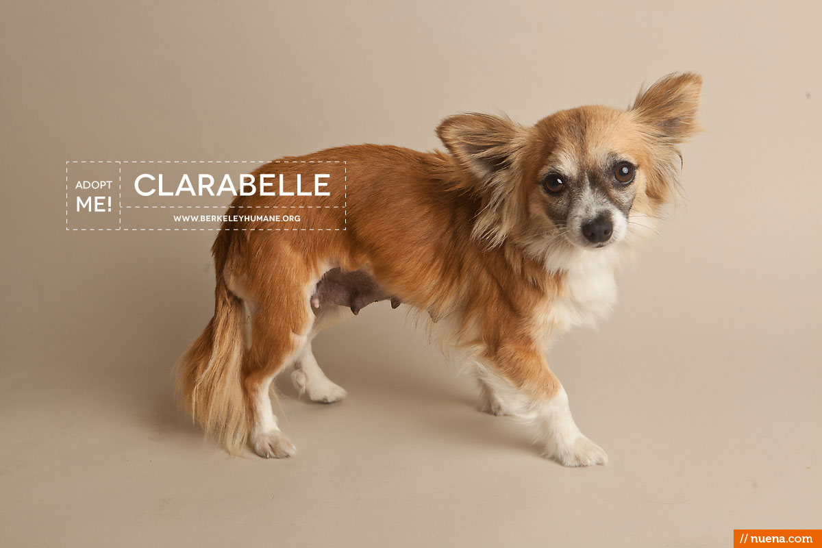 Berkeley Humane Society - Chihuahua Mix | Nuena Pet Photography