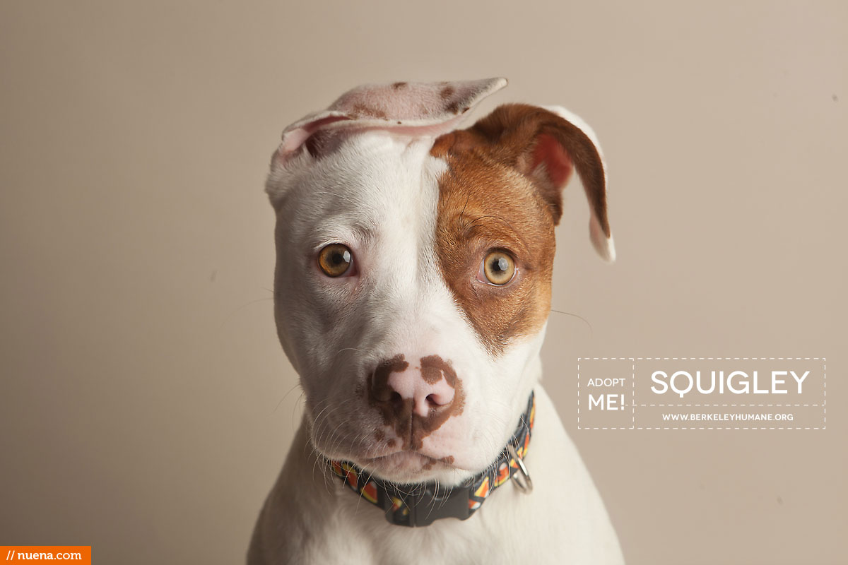 Berkeley Humane Society - Pitbull Mix | Nuena Pet Photography