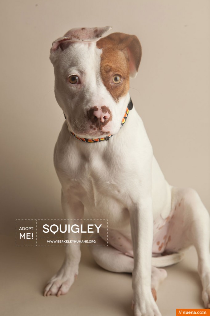 Berkeley Humane Society - Pitbull Mix | Nuena Pet Photography