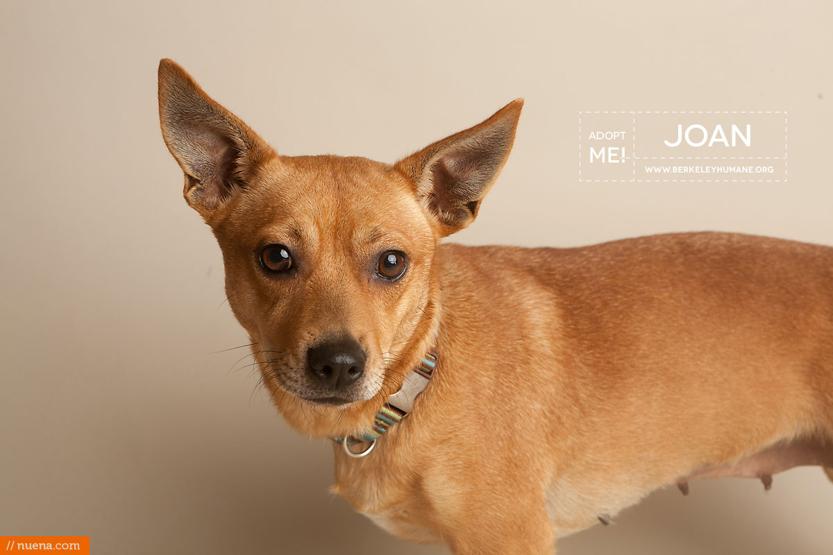 Berkeley Humane Society - Poodle Mix | Nuena Pet Photography