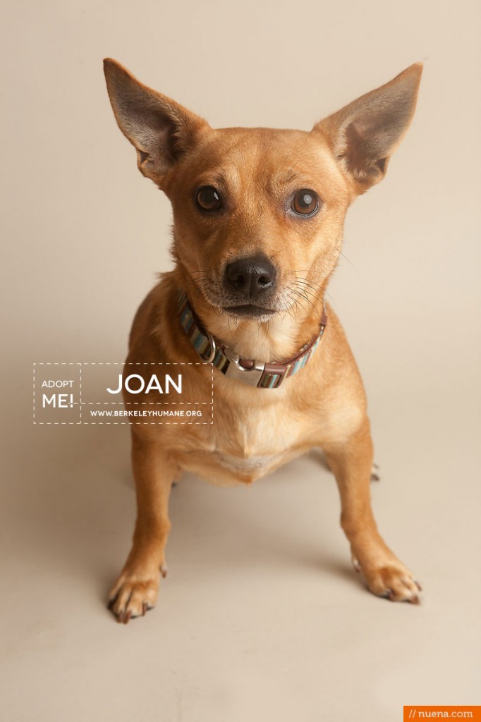 Berkeley Humane Society - Terrier Mix | Nuena Pet Photography