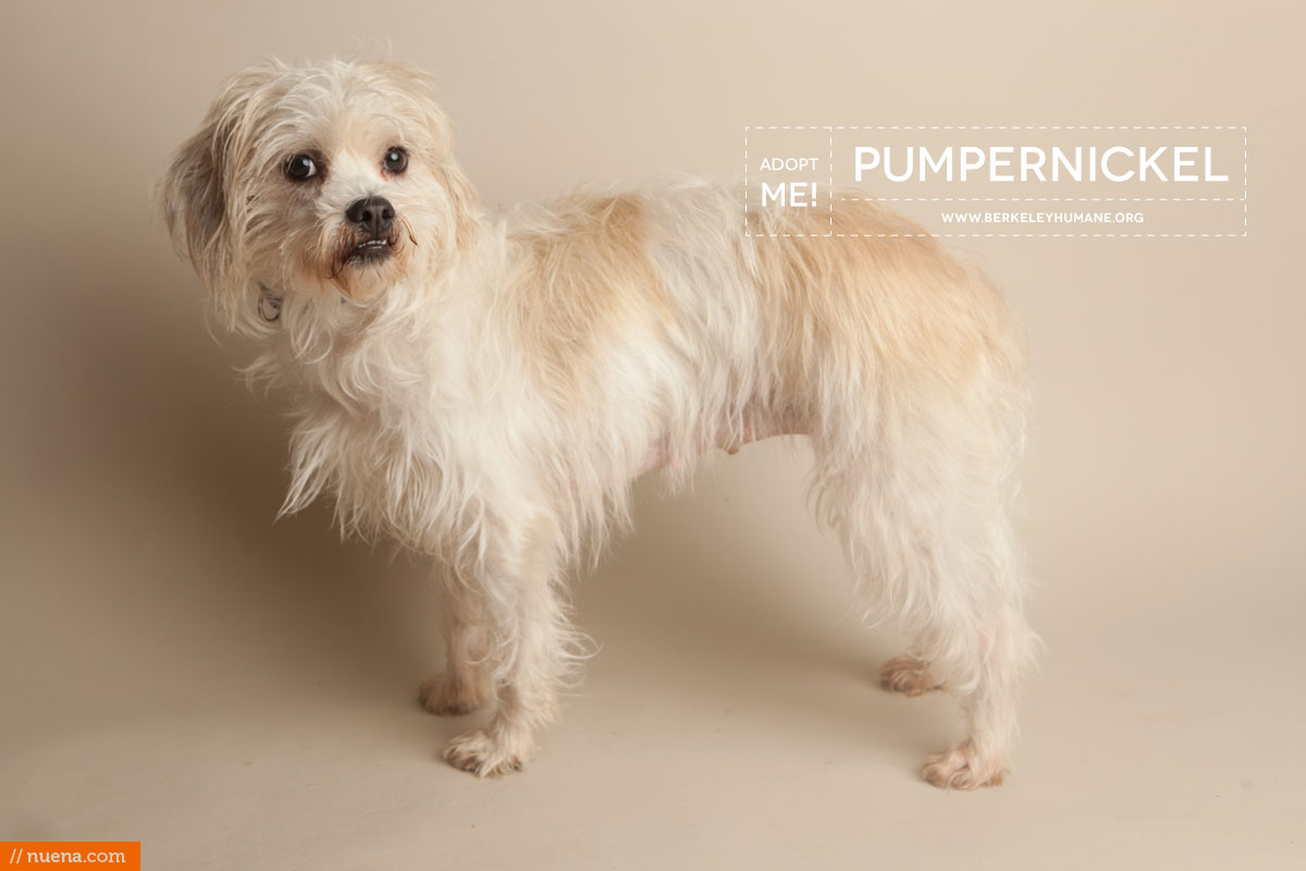 Berkeley Humane Society - Lhasa Apso Mix | Nuena Pet Photography