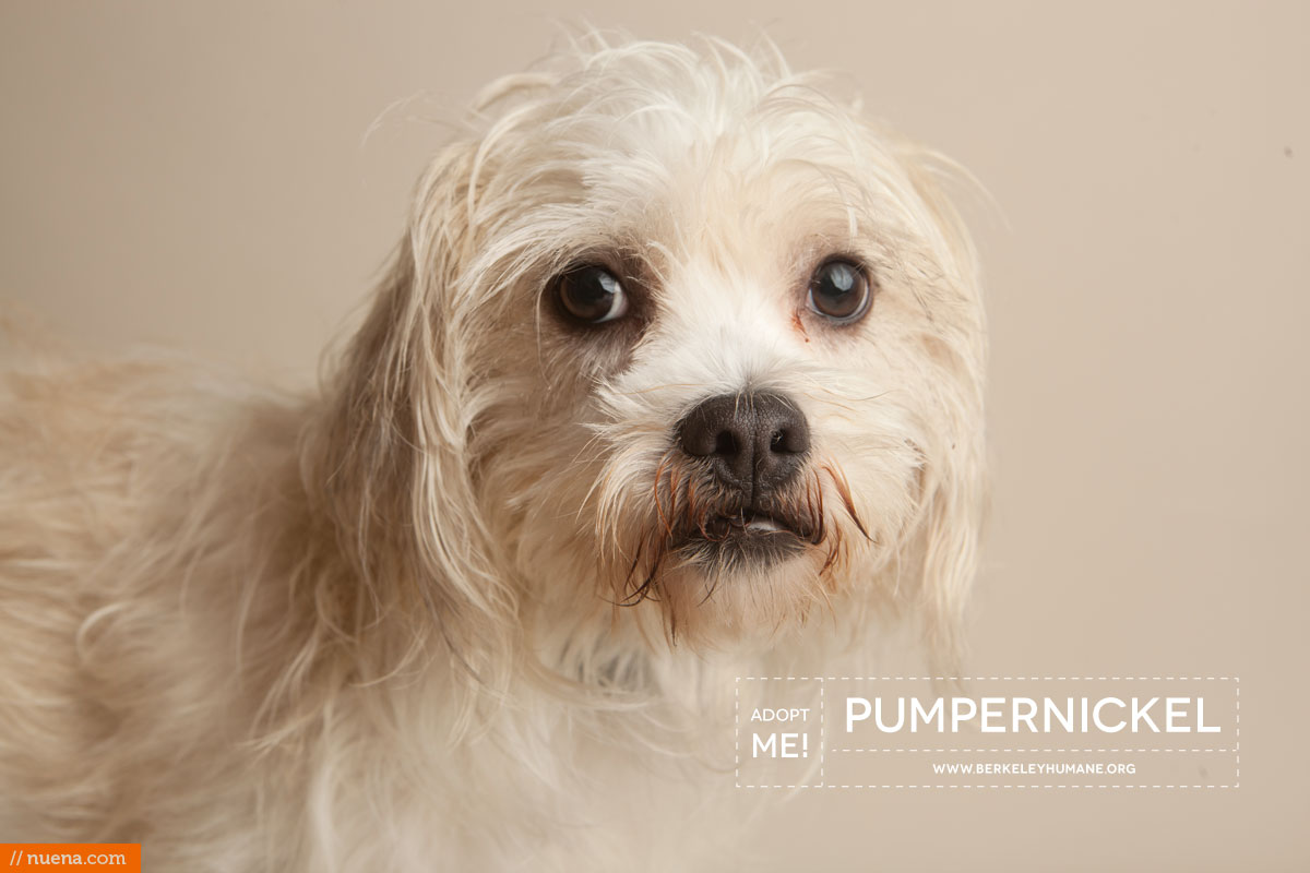 Berkeley Humane Society - Lhasa Apso Mix | Nuena Pet Photography