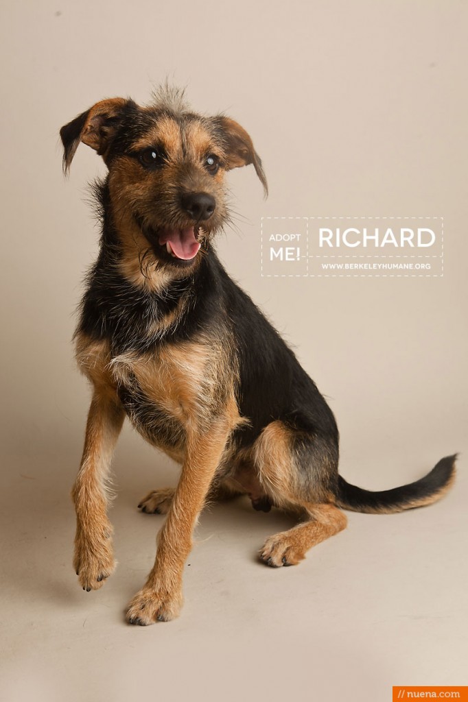 Berkeley Humane Society - Hound Mix | Nuena Pet Photography