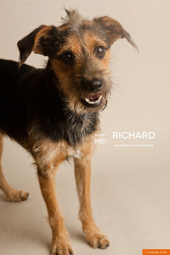 Berkeley Humane Society - Hound Mix | Nuena Pet Photography