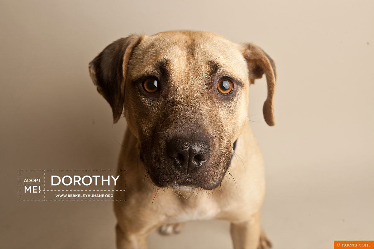 Berkeley Humane Society - Pitbull Mix | Nuena Pet Photography