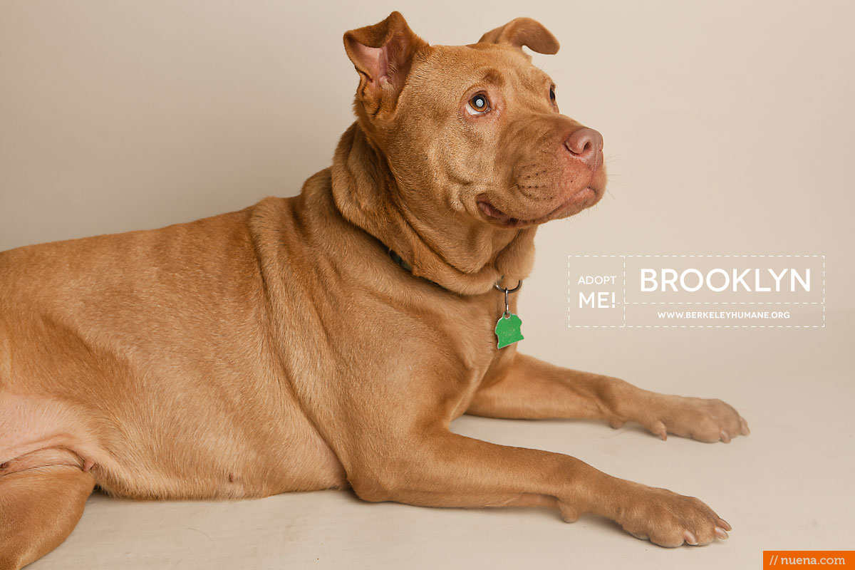 Berkeley Humane Society - Pitbull | Nuena Pet Photography