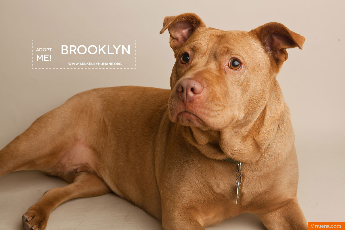 Berkeley Humane Society - Pitbull | Nuena Pet Photography