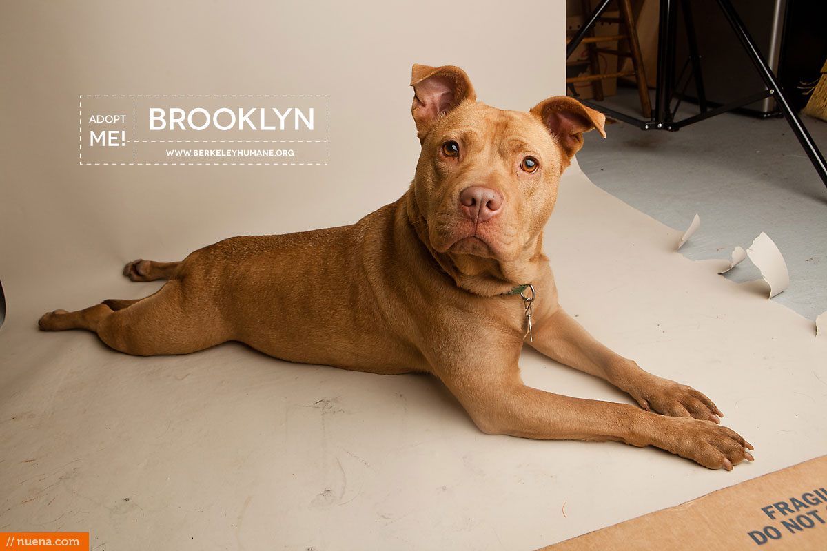 Berkeley Humane Society - Pitbull | Nuena Pet Photography