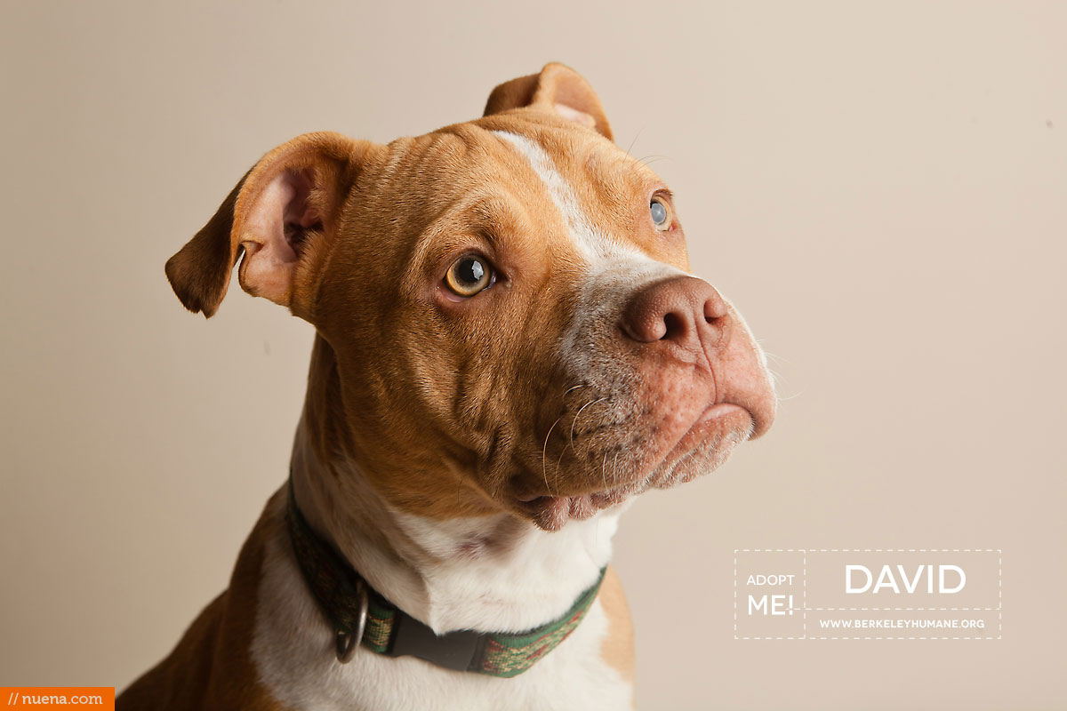Berkeley Humane Society - Pitbull Mix | Nuena Pet Photography