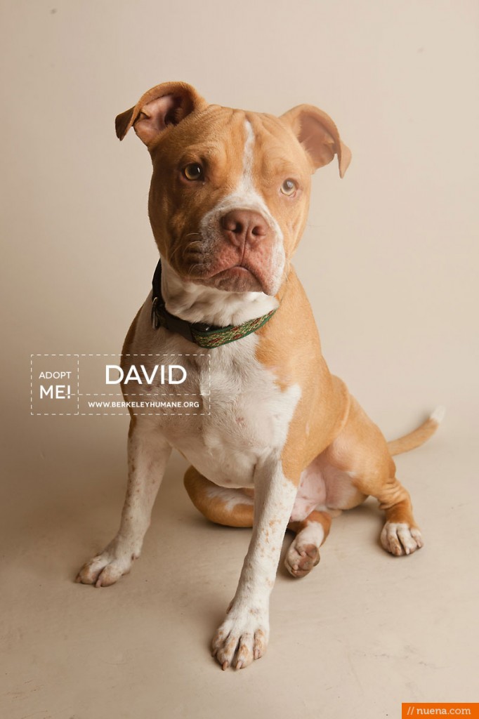 Berkeley Humane Society - Pitbull Mix | Nuena Pet Photography