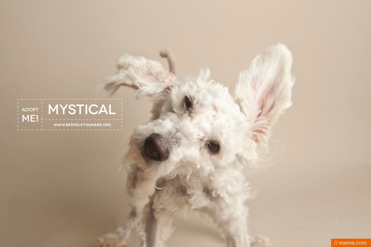 Berkeley Humane Society - Poodle Mix | Nuena Pet Photography