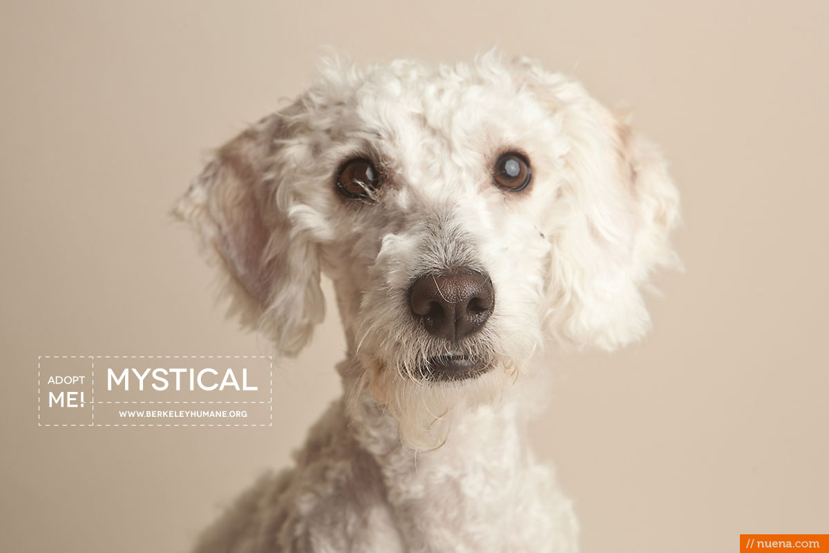 Berkeley Humane Society - Poodle Mix | Nuena Pet Photography