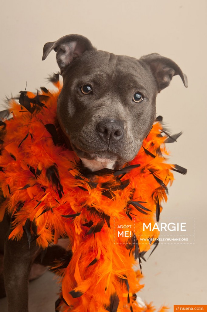 Berkeley Humane Society - Blue Pitbull | Nuena Pet Photography