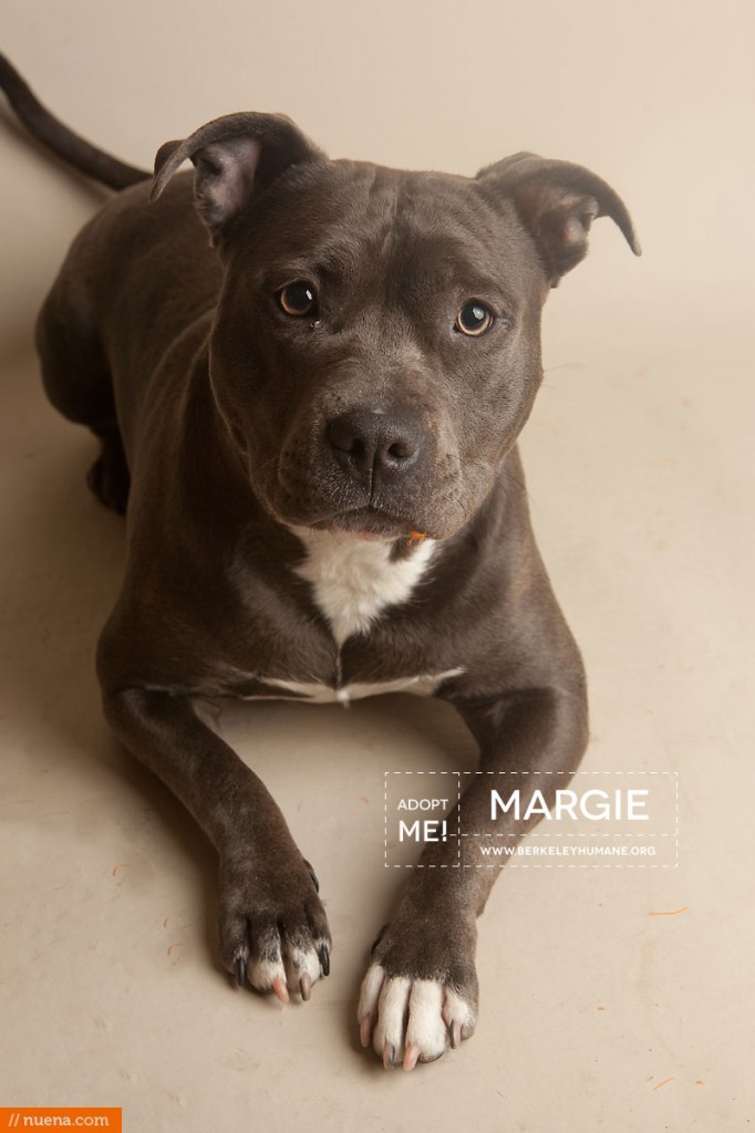 Berkeley Humane Society - Blue Pitbull | Nuena Pet Photography