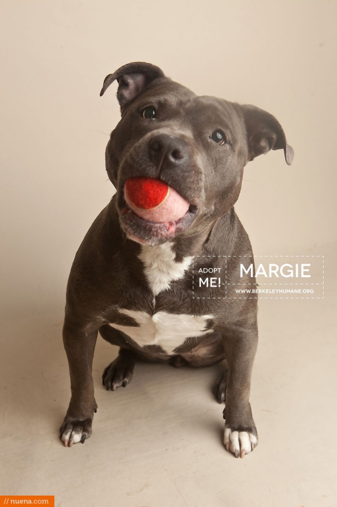 Berkeley Humane Society - Blue Pitbull | Nuena Pet Photography