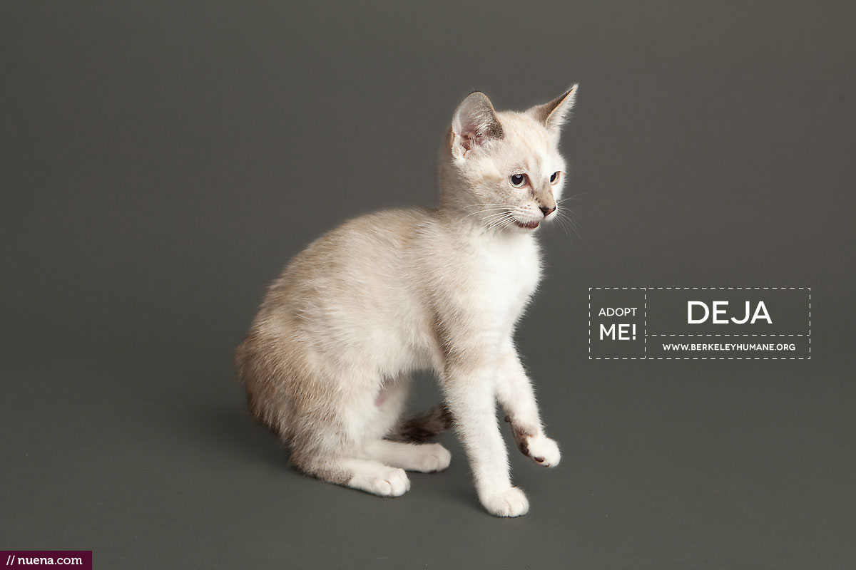 Berkeley Humane Society - Adoptable Cats | Kira Stackhouse Photographer
