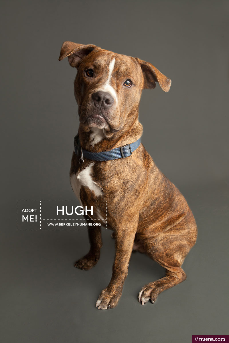 Berkeley Humane Society - Adoptable Dogs | Kira Stackhouse Photographer