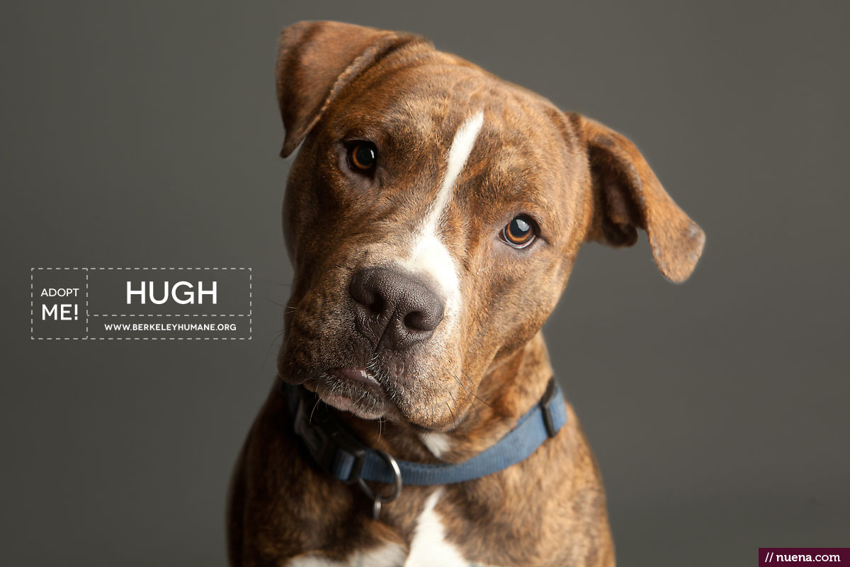 Berkeley Humane Society - Adoptable Dogs | Kira Stackhouse Photographer