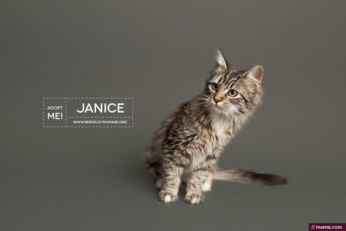 Berkeley Humane Society - Adoptable Cats | Kira Stackhouse Photographer