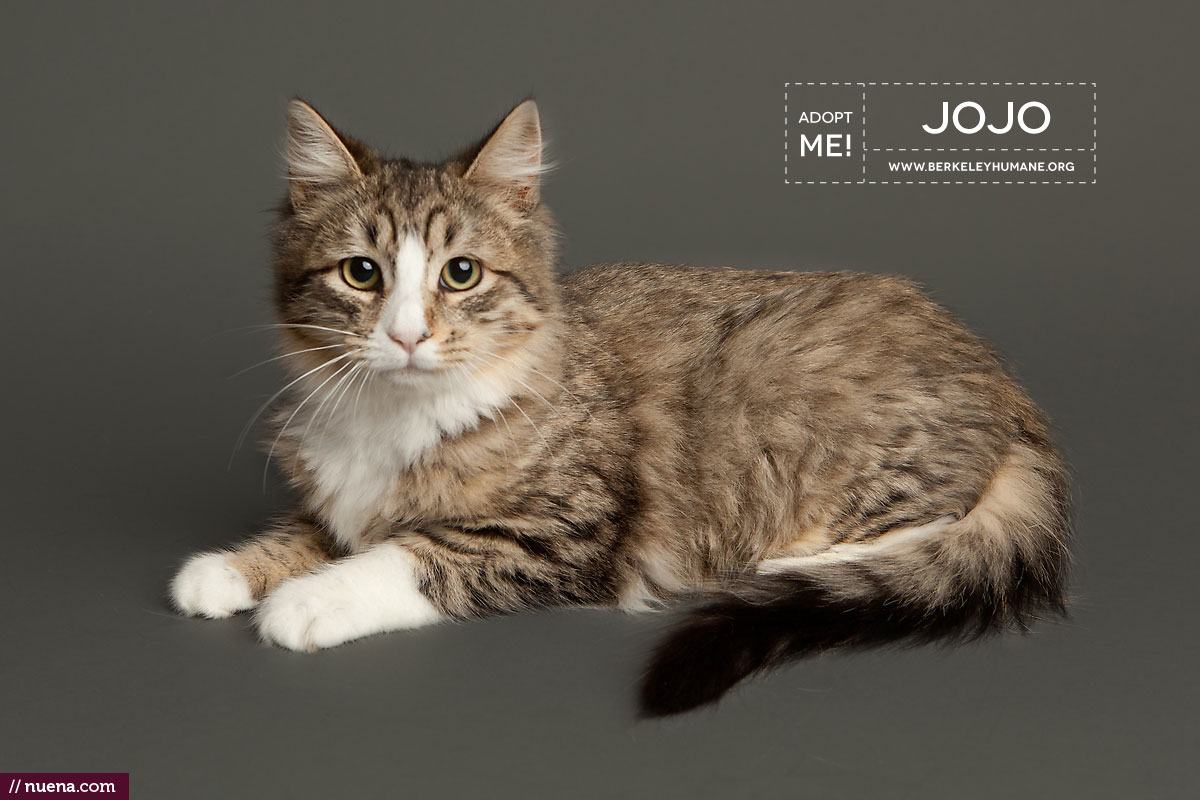 Berkeley Humane Society - Adoptable Cats | Kira Stackhouse Photographer