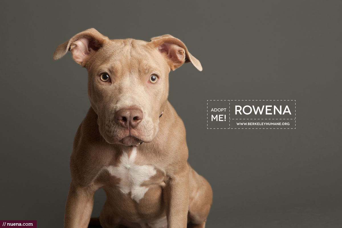 Berkeley Humane Society - Adoptable Dogs | Kira Stackhouse Photographer