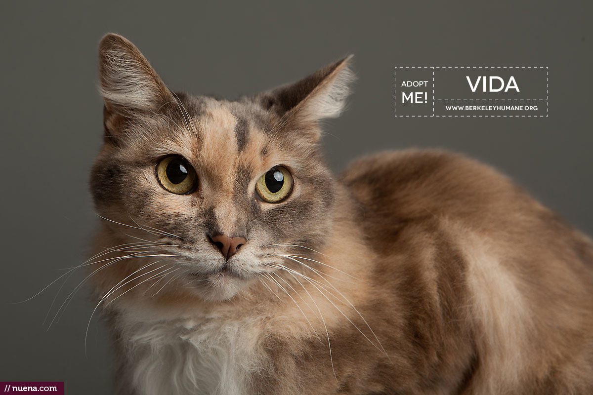 Berkeley Humane Society - Adoptable Cats | Kira Stackhouse Photographer