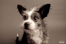 Calvin the Boston Terrier Mix | Woofember by Kira Stackhouse