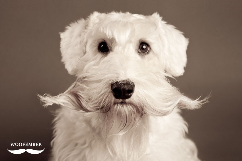 Woofember - Coco the Sealyham Terrier | Nuena Photography by Kira Stackhouse