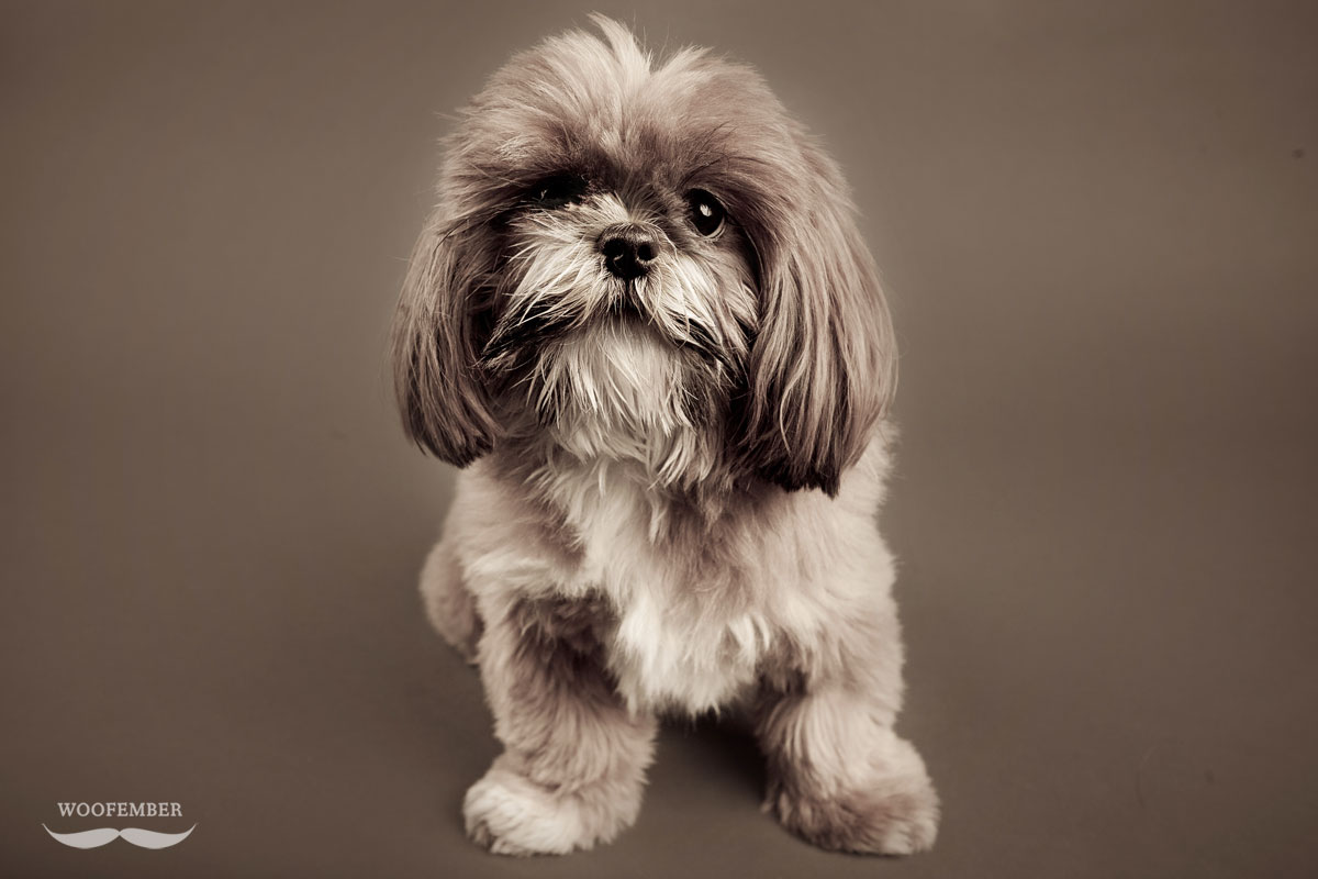 Woofember - Mitter the Shih Tzu | Nuena Photography by Kira Stackhouse