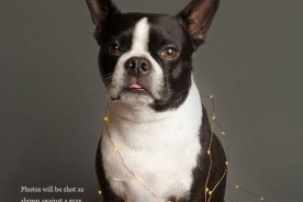 Last Minute Holiday Photos at Jeffrey's | Nuena Photography