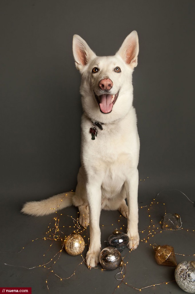 Holiday Dog Portrait | Nuena Photography by Kira Stackhouse