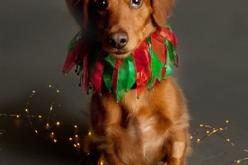 Holiday Dog Portrait | Nuena Photography by Kira Stackhouse