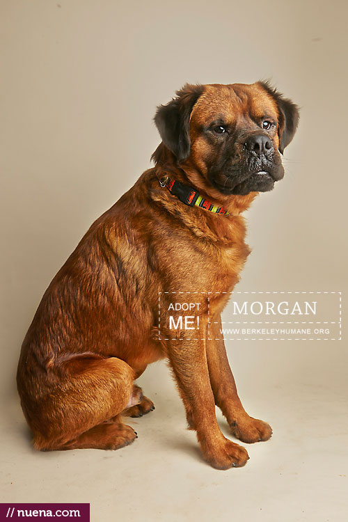 Professional Dog Photographer - Berkeley Humane | Nuena Photography by Kira Stackhouse