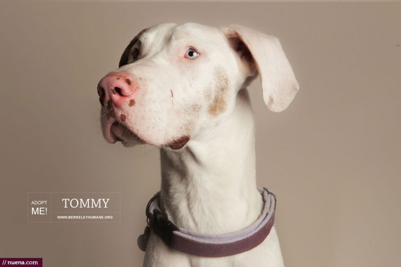 Berkeley Humane Dog Photographer | Nuena Photography by Kira Stackhouse