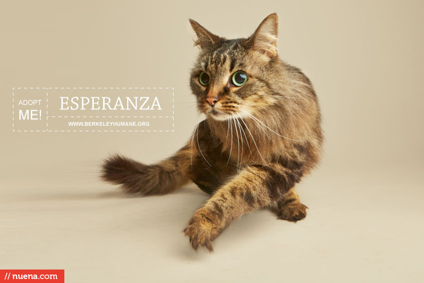 Cat Photographer - Berkeley Humane | Nuena Photography