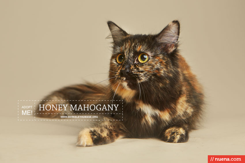 Bay Area Cat Photographer - Berkeley Humane | Kira Stackhouse