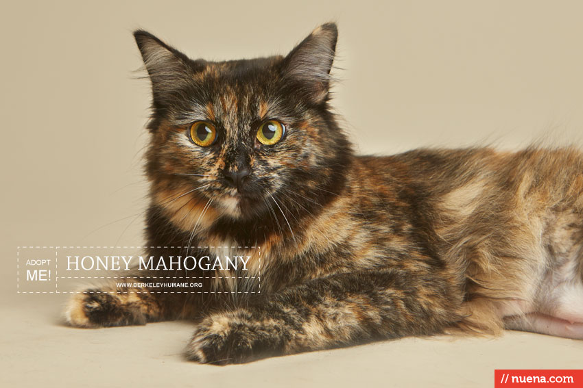 Cat Photographer - Berkeley Humane | Nuena Photography