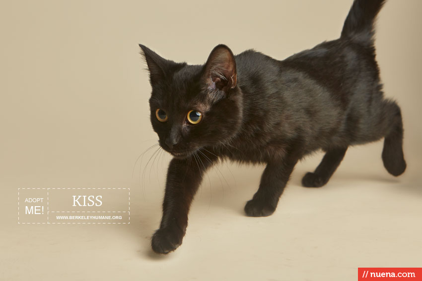 Rescue Cat Photographer - Berkeley Humane | Kira Stackhouse