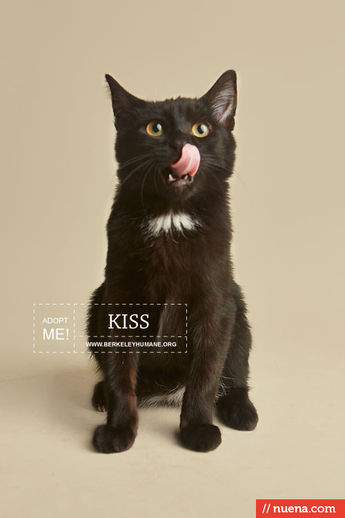 Rescue Cat Photographer - Berkeley Humane | Kira Stackhouse