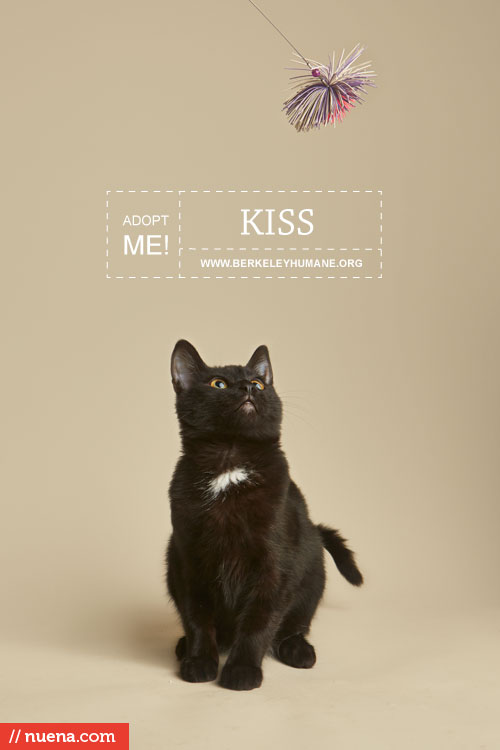 Rescue Cat Photographer - Berkeley Humane | Kira Stackhouse