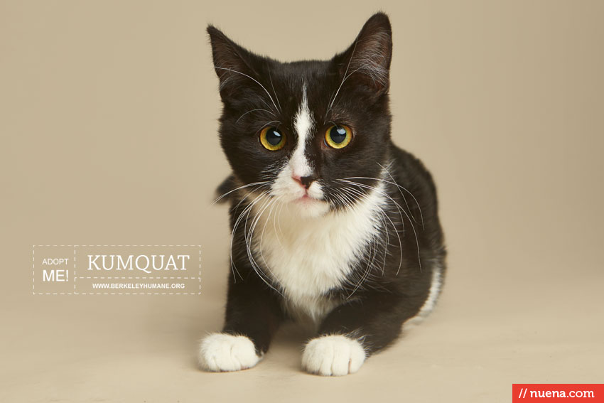 Bay Area Cat Photographer - Berkeley Humane | Kira Stackhouse