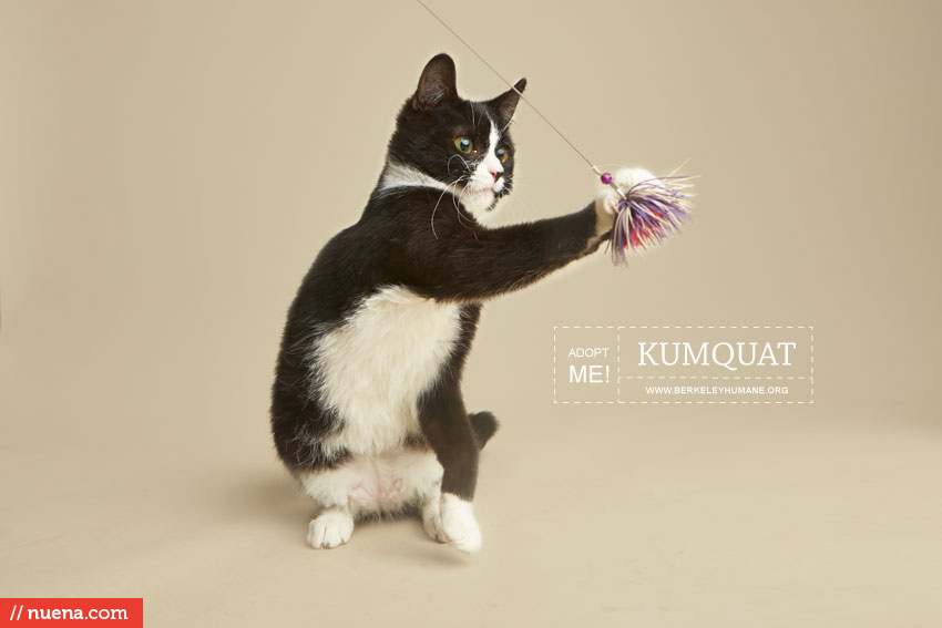 Bay Area Cat Photographer - Berkeley Humane | Kira Stackhouse